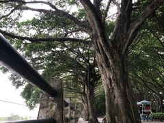 -大湾区中央湿地公园