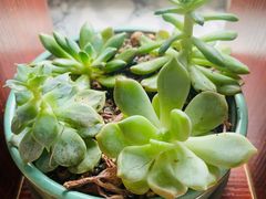 -弘法寺斋菜馆素食