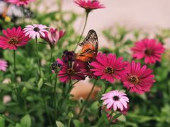 -北京国际鲜花港