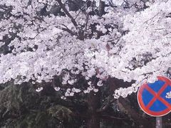 -武汉大学-樱园