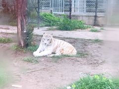 -上海野生动物园