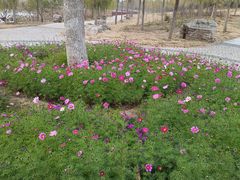 -天津东丽湖风景区