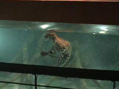 -清迈夜间动物园