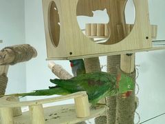 -青藏高原野生动物园