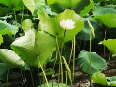 -上膳源有机农场