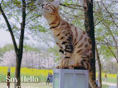 -顾村公园