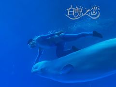 -海合安成都极地海洋公园