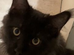 -十年猫舍·猫咪专门店(普陀店)