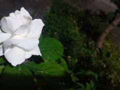 -蜜雪冰城(国权路地铁口店)