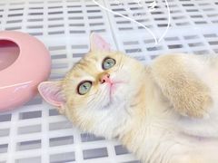 -lincat·猫舍(广州店)