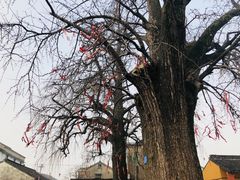 -张家港金凤凰度假村温泉