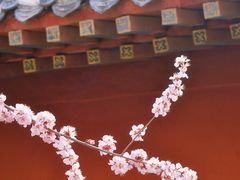 -桃花堤公园