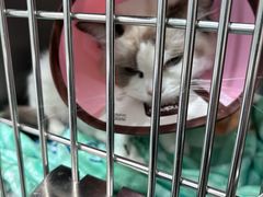 -贝利宠物医院·骨科·眼科·肿瘤转诊中心(南坪诊疗中心)
