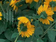 -徐家汇公园