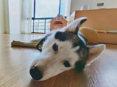 -Husky Go! 哈士奇体验馆·宠物咖啡厅狗咖