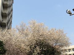 -西南交通大学(九里校区)