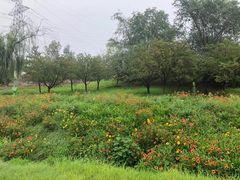 -绿堤公园