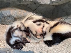 -Zoolung Zoolung动物主题公园(海信广场店)