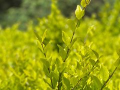 -铁山坪森林公园