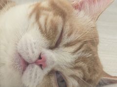 -囡的喵喵酱·萌宠生活馆·宠物洗护美容(胶州路店)