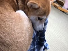 -逗柴咖啡屋·狗咖猫咖宠物桌游