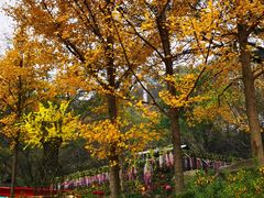 -木兰云雾山