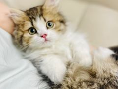 -momokira米努特·德文卷毛猫·棉花面纱犬