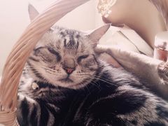 -海边的猫和咖啡馆