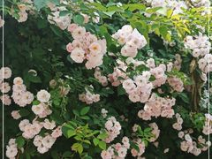 -北京大学燕东园