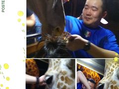 -清迈夜间动物园