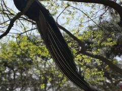 -燕塞湖鸟语林景区