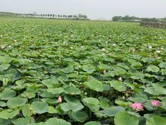 -天津东丽湖风景区