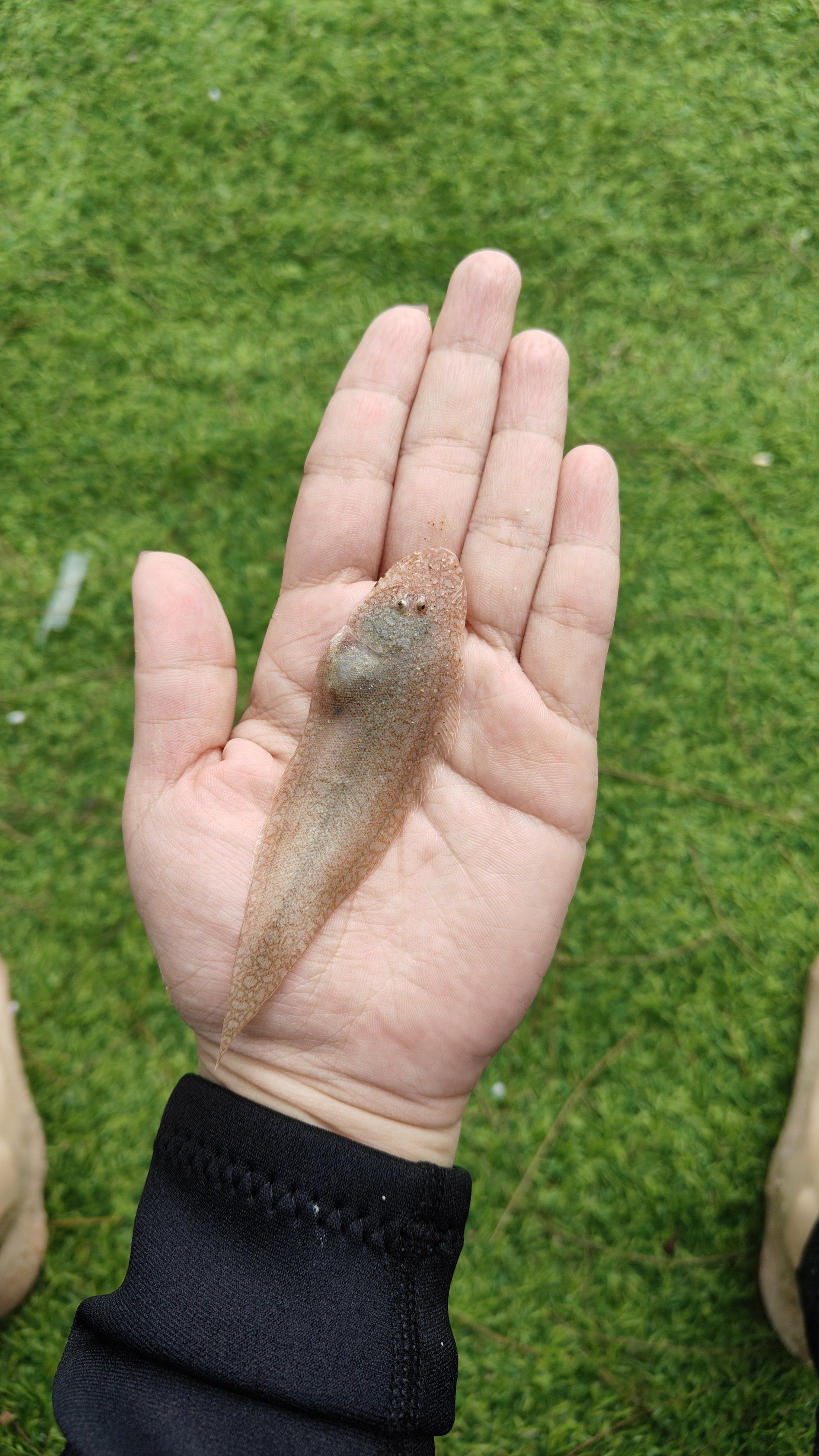 海里抓到比目鱼啦