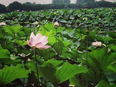 -荷塘月色湿地公园·向阳花洲