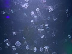 -欢乐海岸海洋奇梦馆