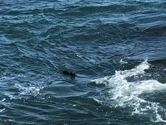 -Fish Hopper
