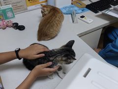 -瑞派宠物医院·24小时骨科·心脏·核磁(哈尔滨南岗店)