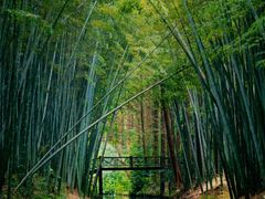 -同里国家湿地公园