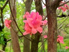 -南汇桃花村