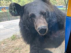 -栾川竹海野生动物园