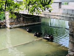 -西苑公园