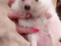 -藦茜花园宠物主题亲子互动体验馆(国顺东路店)