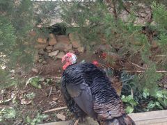 IMG_7877-瑞丽独树成林风景区