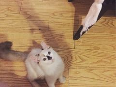 -猫色咖啡·猫咖