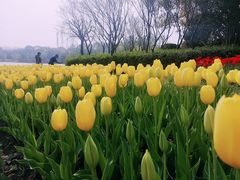 -上海鲜花港