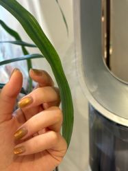 -染指坊日式美甲美睫设计中心