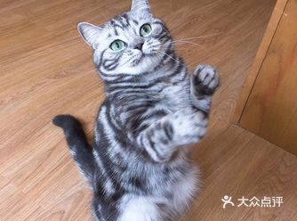 1.定期接种疫苗。  2.选择高质量的猫粮。作为主食