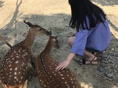 -鹿境梅花鹿生态园区