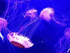 -成都浩海立方海洋公园