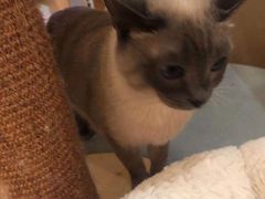 -滚猫咖啡·猫咖·猫友好撸猫(未来城店)